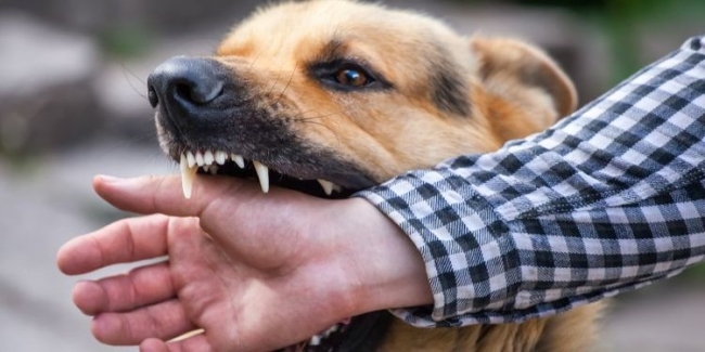 Вам откажут в прививке от бешенства в Сербии