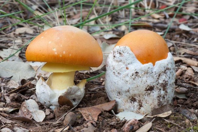 Јајчара  Јајчара