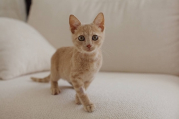 Фотограф-анималист Фотограф-анималист