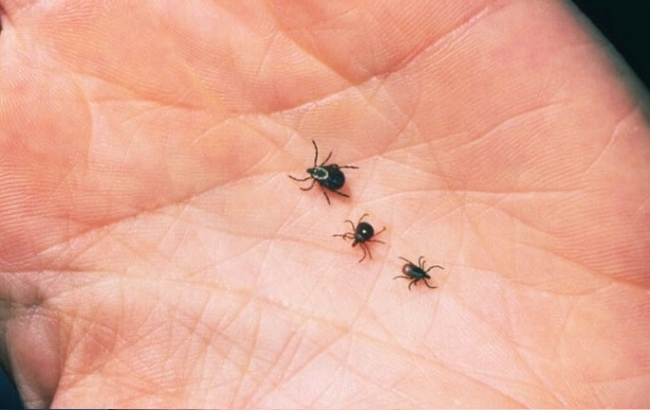 Сезон клещей в Сербии и что они переносят. Сезон клещей в Сербии и что они переносят.