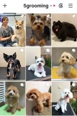 ✨ Профессиональный груминг собак в Белграде ✨🐶 Хотите, чтобы ваш любимец выглядел безупречно и чувс... ✨ Профессиональный груминг собак в Белграде ✨🐶 Хотите, чтобы ваш любимец выглядел безупречно и чувс...
