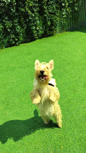 Домашняя передержка кошек и небольших собак